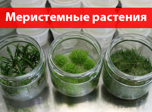 Меристемные растения IN VITRO «Микроклон» для аквариума!