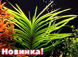 Растения для аквариума! НОВИНКА - Эйхорния водная лазоревая!