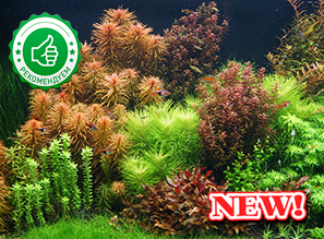 ASIA - Растения для аквариума - NEW!