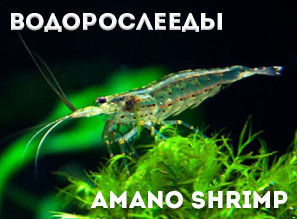 AMANO SHRIMP - Креветки Амано в наличии!