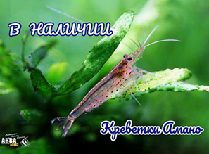 Креветки Амано - AMANO SHRIMP!