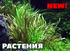 РАСТЕНИЯ для аквариума и акватеррариума - NEW!