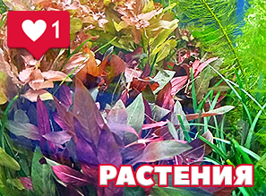 Растения для аквариума и террариума - Таиланд - NEW!