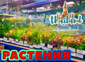Водные растения для аквариума и террариума - Таиланд - NEW!