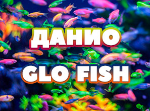 Флуоресцентные рыбки - Данио Glo Fish!