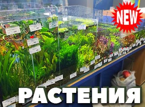 РАСТЕНИЯ для аквариума и акватеррариума - NEW!
