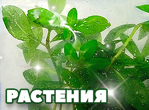 Растения для аквариума из ТАИЛАНДА - НОВАЯ ПОСТАВКА!