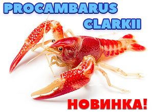 Флоридский красный рак - НОВИНКА!