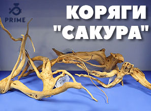 Коряги PRIME "САКУРА" - NEW!