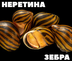 Улитка-водорослеед - НЕРЕТИНА ЗЕБРА!