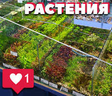Водные растения - НОВОЕ ПОСТУПЛЕНИЕ! Уже в продаже!