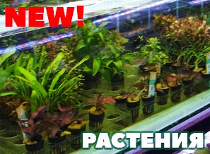 Растения для аквариума - Новое поступление! НОВИНКИ!