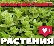 РАСТЕНИЯ - Новое поступление - Уже в продаже!