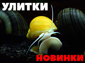 Улитки - 4 вида В НАЛИЧИИ - НЕРЕТИНЫ и АМПУЛЯРИИ!