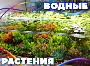 Водные растения из ТАИЛАНДА - NEW!