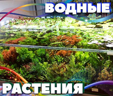 Водные растения из ТАИЛАНДА - NEW!
