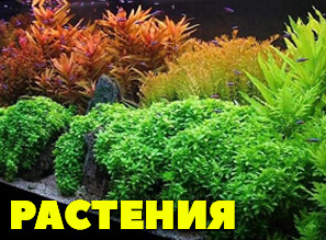 РАСТЕНИЯ - 50 ВИДОВ В НАЛИЧИИ!