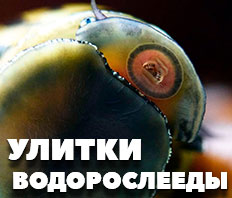 Улитки НЕРЕТИНЫ - НОВОЕ ПОСТУПЛЕНИЕ!