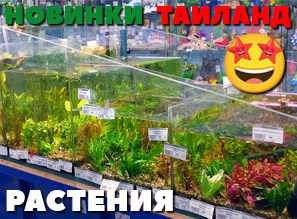 Аквариумные растения! МХИ и БУЦЕФАЛАНДРЫ!