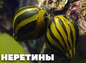 Улитки НЕРЕТИНЫ - 4 вида В НАЛИЧИИ!