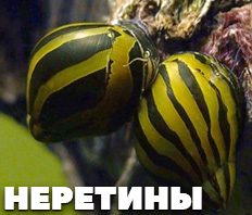 Улитки НЕРЕТИНЫ - 4 вида В НАЛИЧИИ!