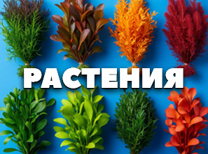 Водные растения - НОВОЕ ПОСТУПЛЕНИЕ!