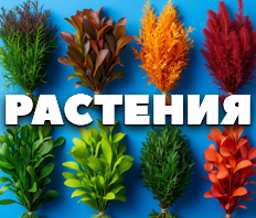 Водные растения - НОВОЕ ПОСТУПЛЕНИЕ!
