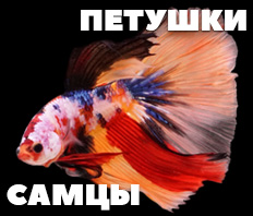 ПЕТУШКИ - самцы - В НАЛИЧИИ!