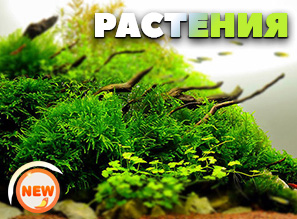 РАСТЕНИЯ для аквариума - Новое БОЛЬШОЕ поступление!