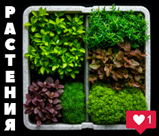 РАСТЕНИЯ для аквариума и акватеррариума - NEW!