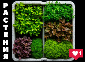 РАСТЕНИЯ для аквариума и акватеррариума - NEW!