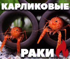 КАРЛИКОВЫЕ РАКИ В НАЛИЧИИ - Cambarellus Orange!