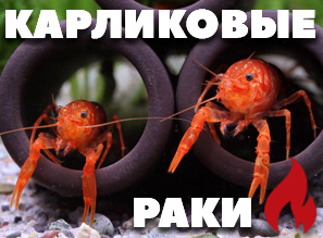 КАРЛИКОВЫЕ РАКИ В НАЛИЧИИ - Cambarellus Orange!