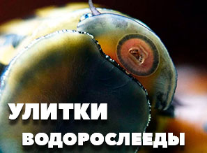 Улитки НЕРЕТИНЫ - 3 вида В НАЛИЧИИ!