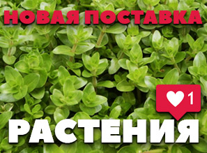 Аквариумные растения - NEW!
