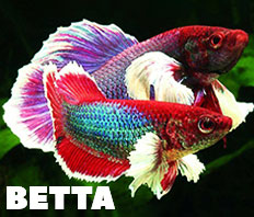 ПЕТУШКИ - 3 ВИДА В НАЛИЧИИ!