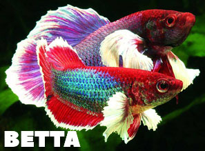 ПЕТУШКИ - 3 ВИДА В НАЛИЧИИ!