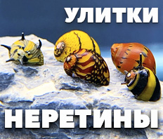 Улитки НЕРЕТИНЫ - 4 вида - NEW!