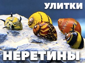 Улитки НЕРЕТИНЫ - 4 вида - NEW!