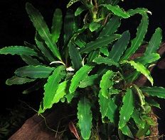 Буцефаландра "Зеленая волна" (Bucephalandra sp.Green Wave)