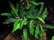 Буцефаландра ”Зеленая волна” (Bucephalandra sp.Green Wave)