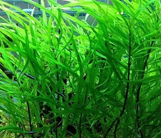 Гигрофила иволистная (Hygrophila corymbosa "Angustifolia")