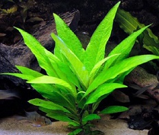 Гигрофила лимонник (Hygrophila corymbosa stricta)