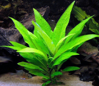 Гигрофила лимонник (Hygrophila corymbosa stricta)