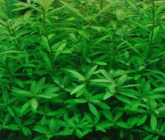 Гигрофила многосеменная (Hygrophila polysperma)