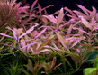 Гигрофила узорчатая (Hygrophila sp.Rosanervis)