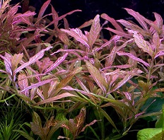 Гигрофила многосемянная "Ярко-розовая" (Hygrophila sp.Rosanervis)