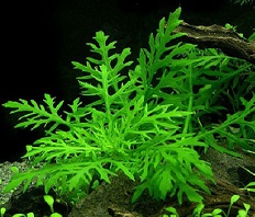 Гигрофила Синнема (Hygrophila difformis)