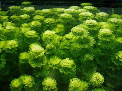 Лимнофила сидячецветковая (Limnophila sessiliflora)