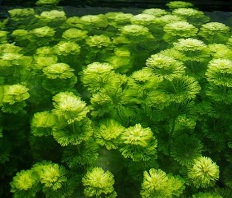 Лимнофила (Амбулия) сидячецветковая (Limnophila sessiliflora)